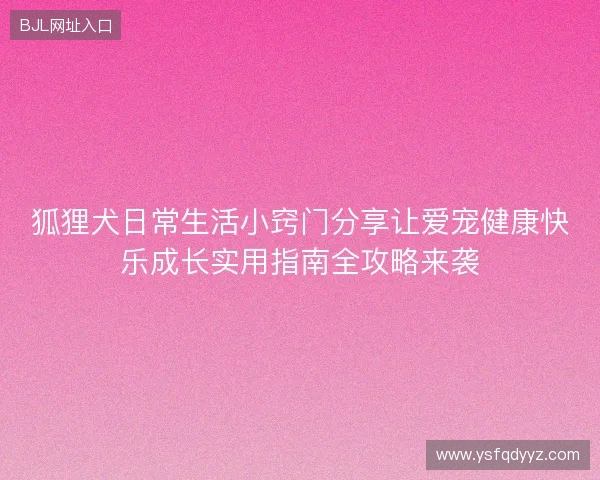狐狸犬日常生活小窍门分享让爱宠健康快乐成长实用指南全攻略来袭 狐狸犬日常生活小窍门分享让爱宠健康快乐成长实用指南全攻略来袭